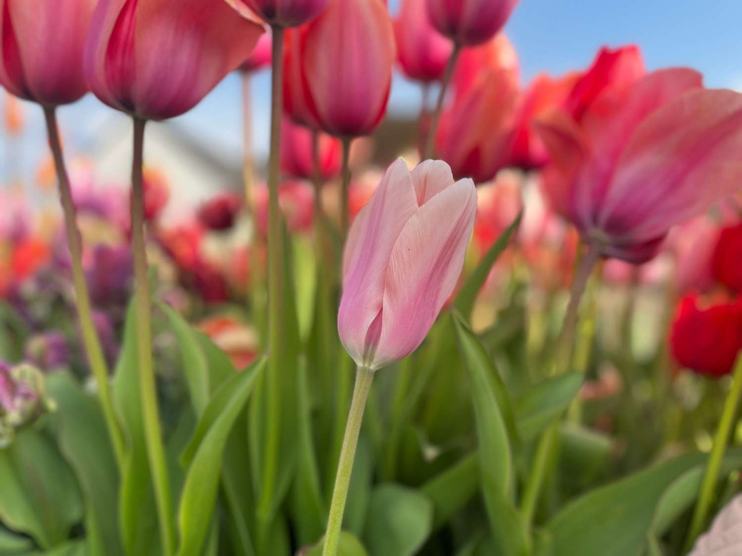 Tulipe 'Apricot Beauty'